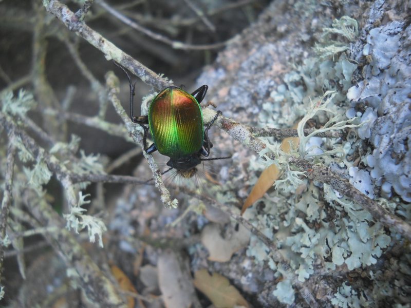 Calosoma sicophanta...in azione